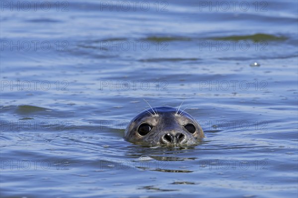 Close-up head of young grey seal