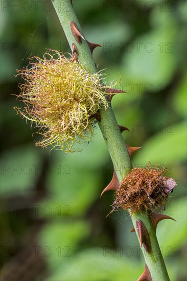 Rose bedeguar gall