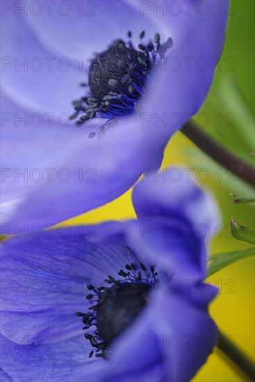 Poppy anemone