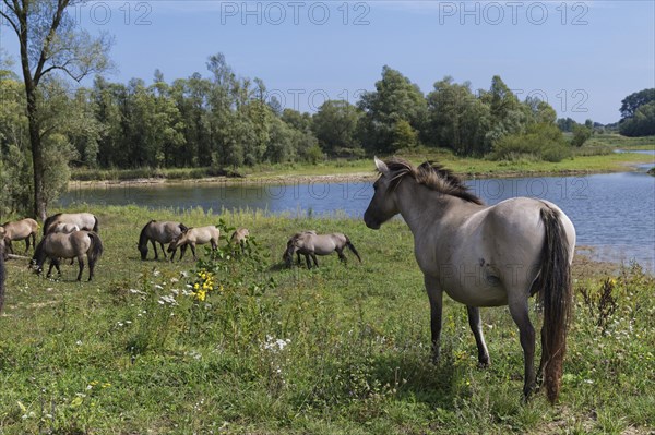 Konik horses