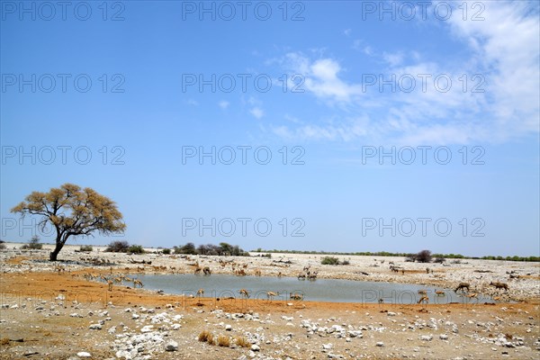 Okaukuejo waterhole in the dry season with different drinking cards