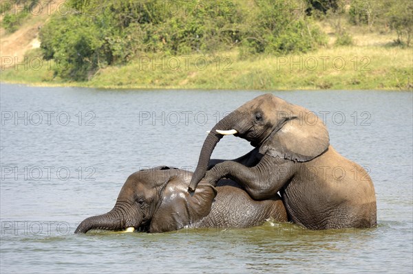 African elephant