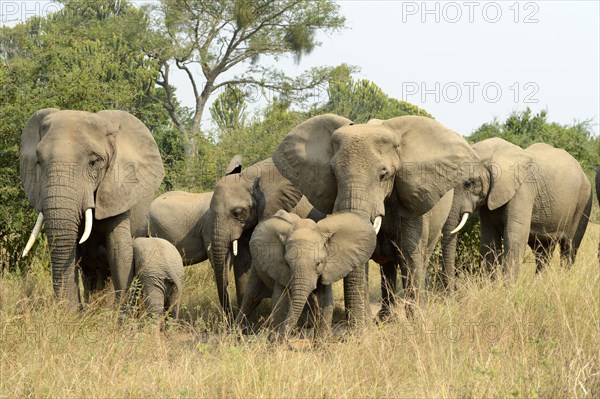 African elephant