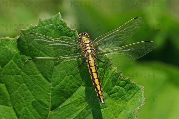 Large blue arrow