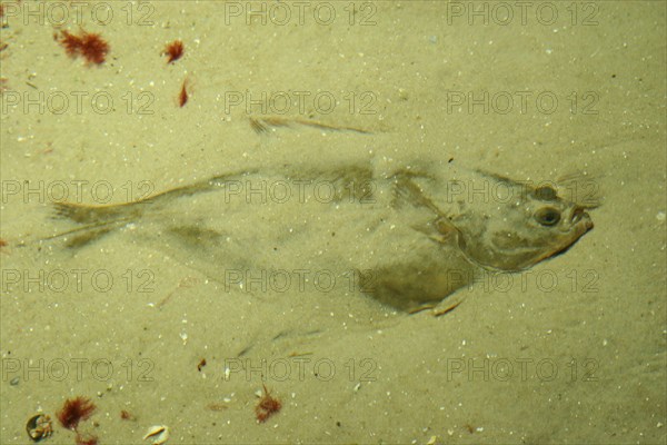 European flounder