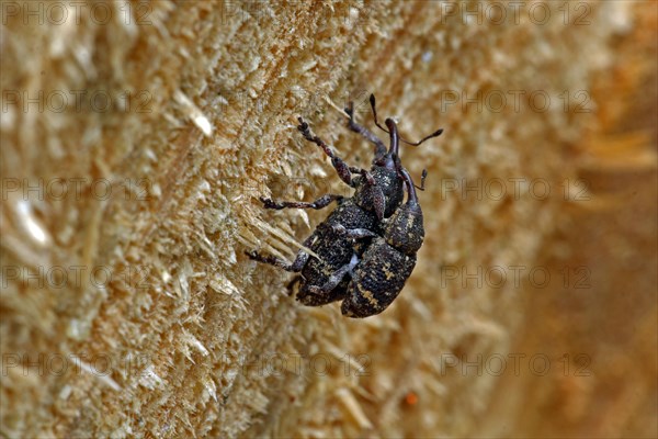 Pine weevil