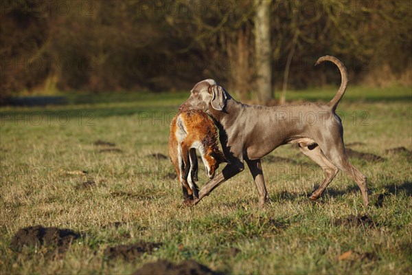 Weimaraner