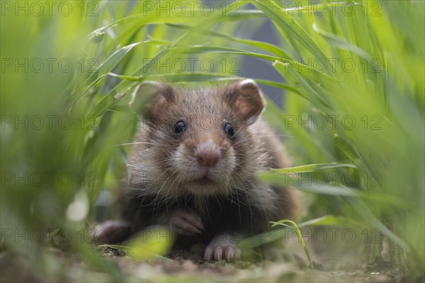 European Hamster