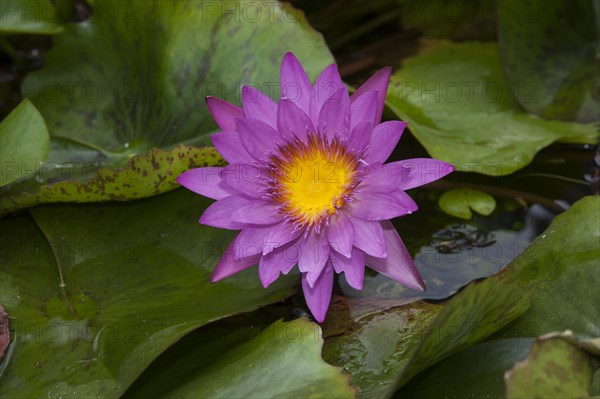 Water lilies