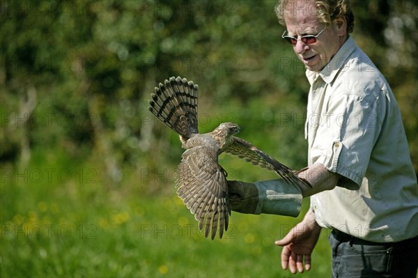 EUROPEAN SPARROWHAWK