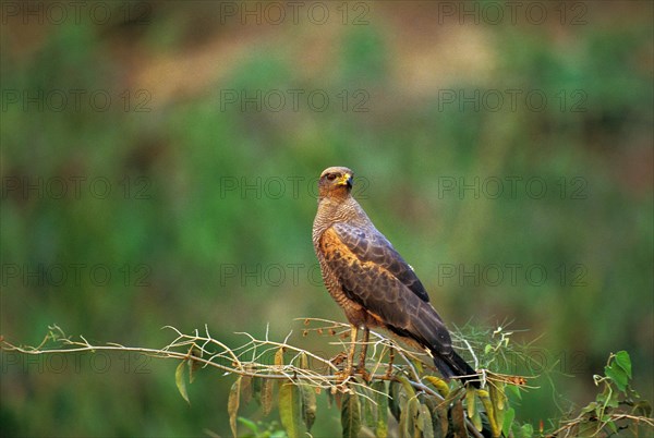 Savanna Hawk