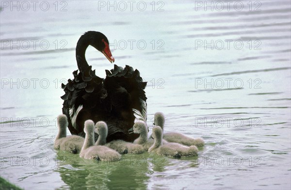 Black Swan