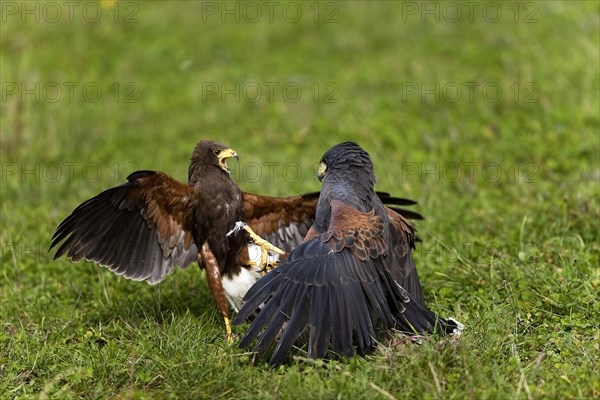 Harris's hawk