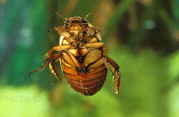 Great diving beetle