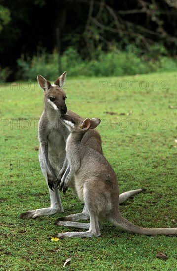 PRETTY FACED WALLABY