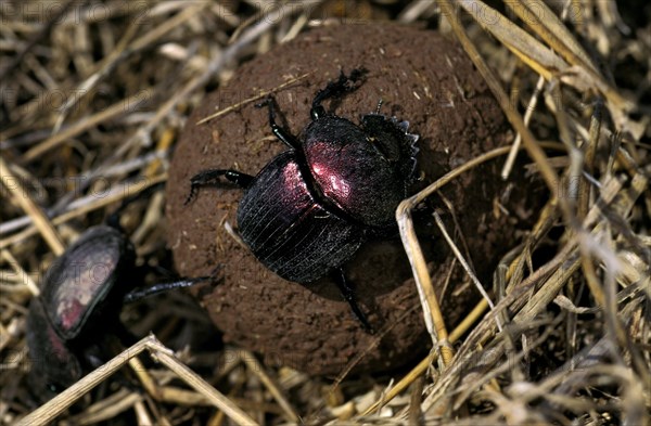 Dung beetle rolling dung ball