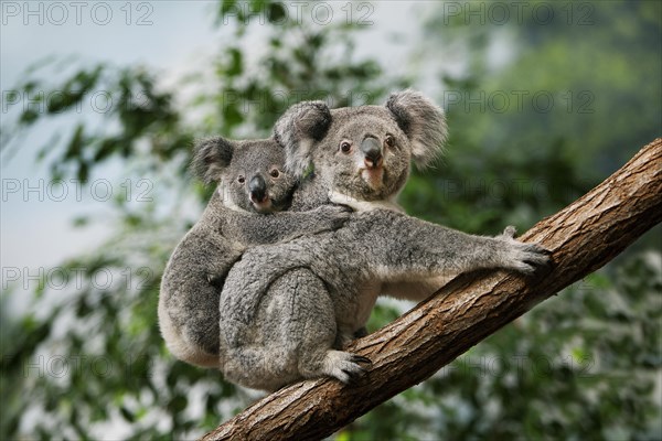 Koala