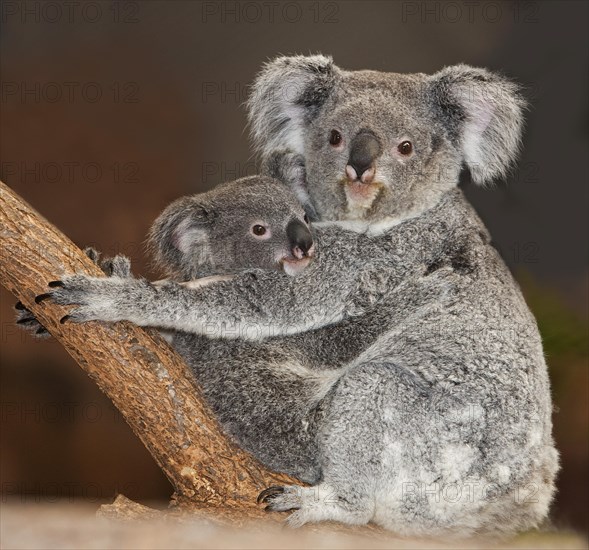 Koala