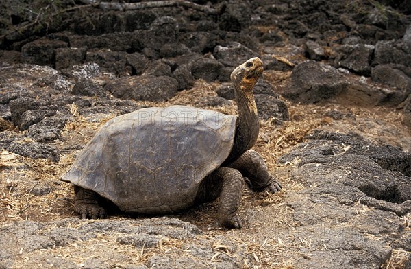 Giant Galapagos Tortoise