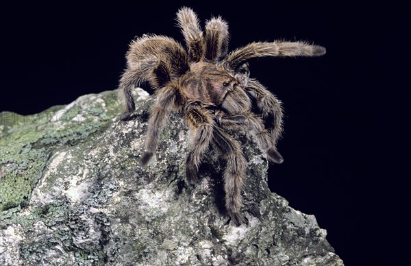 Chilean rosehair spider