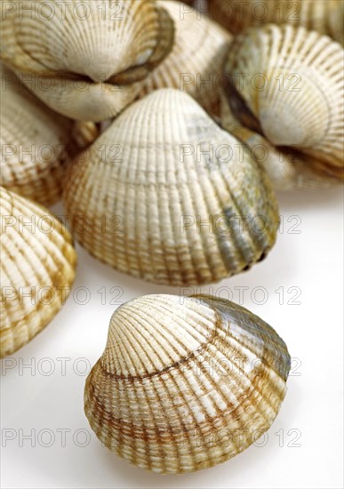 Common Cockle