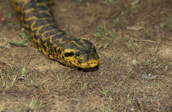 Green common anaconda