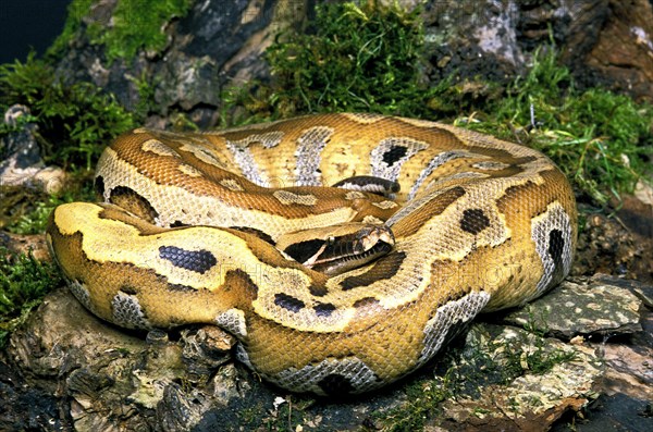 Blood python