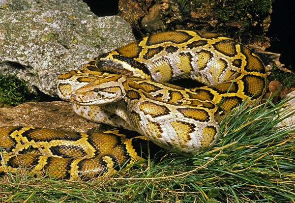 Indian python