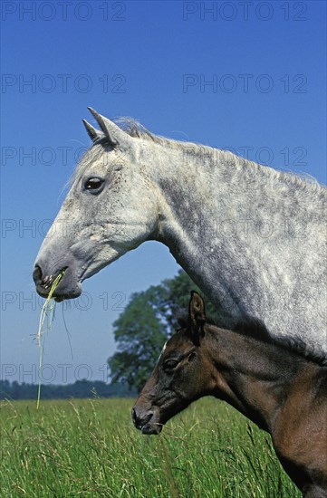 Lusitano horse