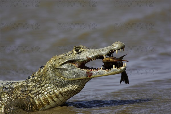 SPECTACLED CAIMAN