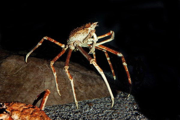 Japanese Spider Crab