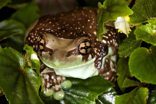 AMAZON MILK FROG