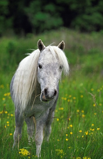 American Miniature Horse