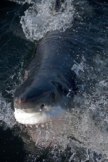 Great white shark