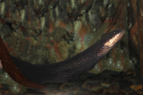 Electric Eel