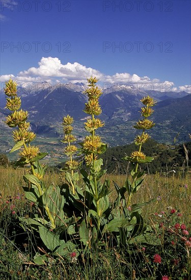 Yellow Gentian