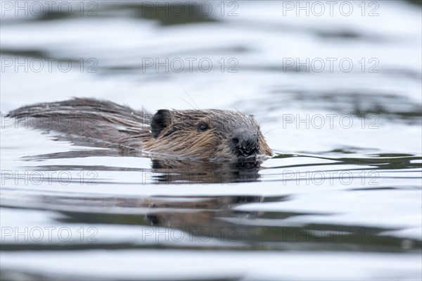 North American beaver