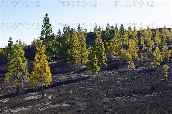 Canary Island pines