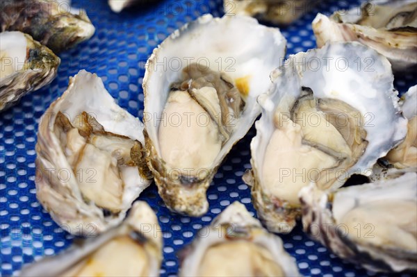 Namibian oysters