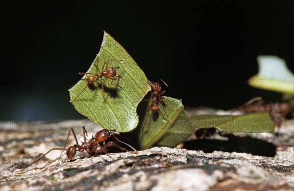 Leaf Cutter Ant