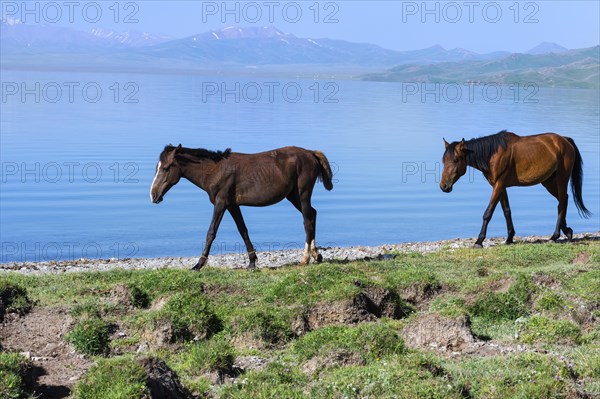 Horses walking on the lakeshore