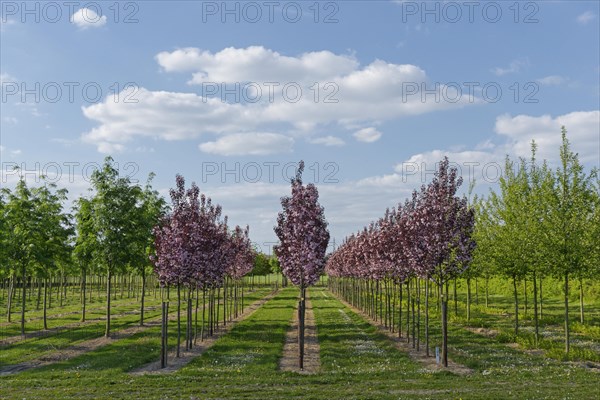 Ornamental Cherry