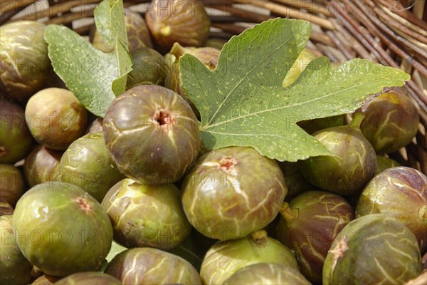 Fresh common Common fig