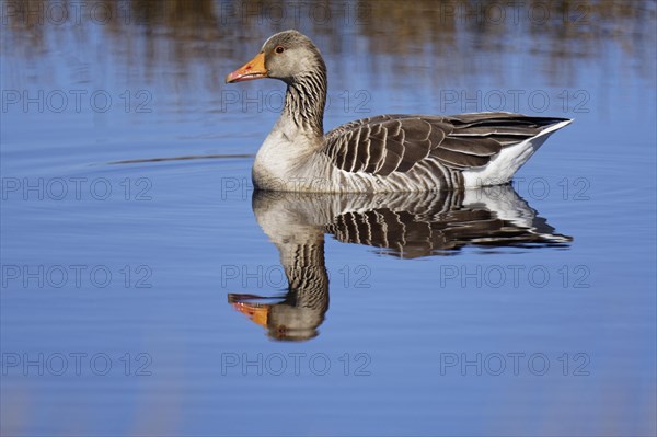 Greylag goose