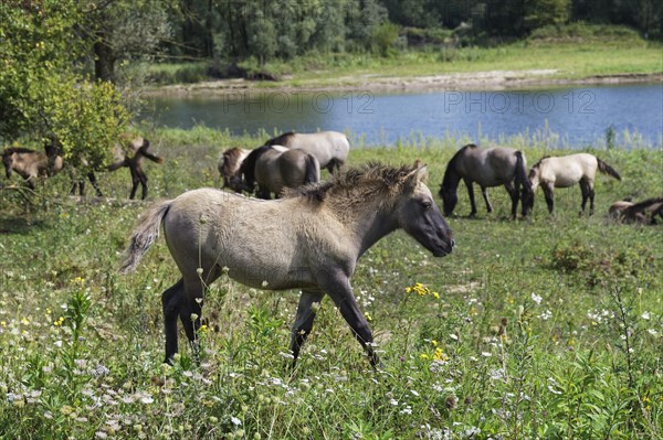 Konik horses