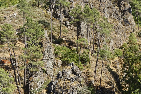 Stone Pine