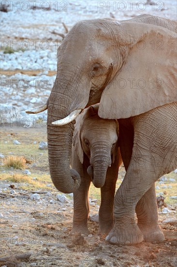 Portrait of a female African elephant