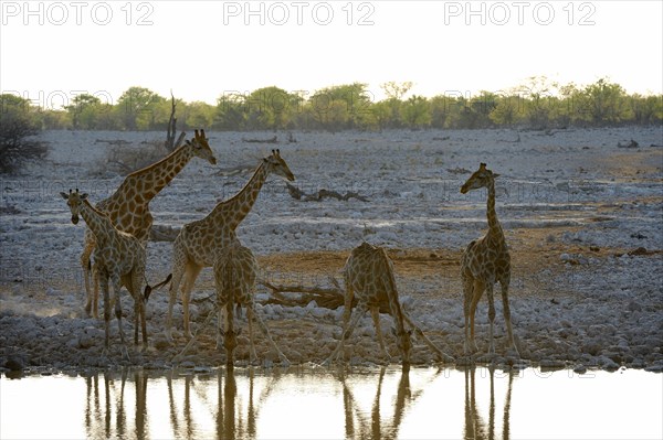 Angolan Giraffe