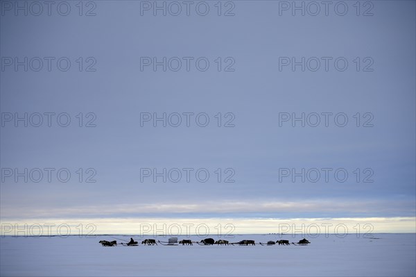 Nenets herdsman driving a train of reindeer