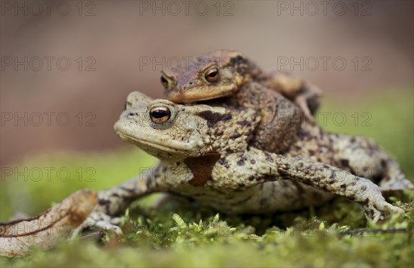 Common toads